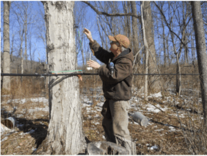 Image of someone from Miller's Purely Maple tree tapping 